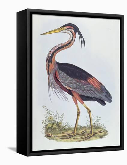 Purple Heron, from 'Illustration of British Ornithology'-Prideaux John Selby-Framed Premier Image Canvas