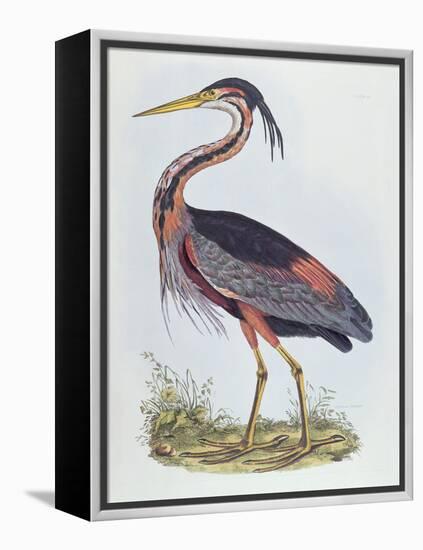 Purple Heron, from 'Illustration of British Ornithology'-Prideaux John Selby-Framed Premier Image Canvas