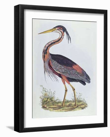 Purple Heron, from 'Illustration of British Ornithology'-Prideaux John Selby-Framed Giclee Print