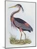 Purple Heron, from 'Illustration of British Ornithology'-Prideaux John Selby-Mounted Giclee Print