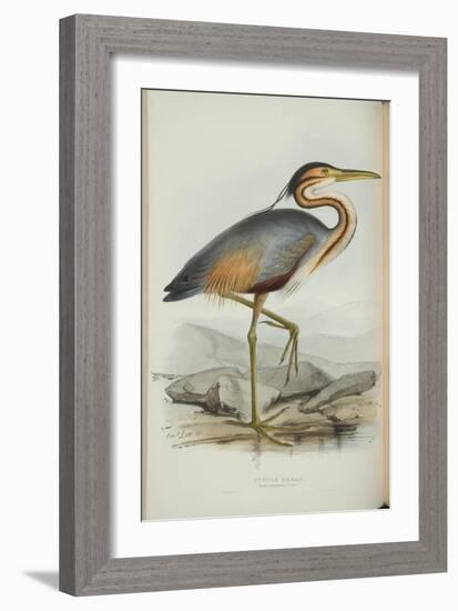 Purple Heron, from 'The Birds of Europe' by John Gould, 1837 (Colour Litho)-Edward Lear-Framed Giclee Print