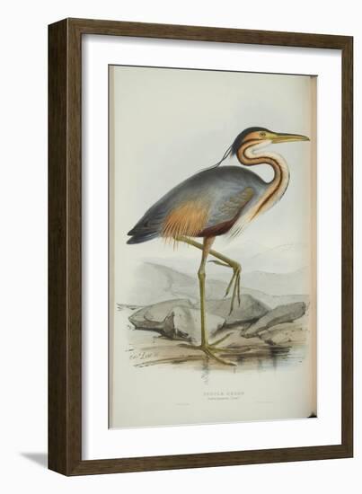 Purple Heron, from 'The Birds of Europe' by John Gould, 1837 (Colour Litho)-Edward Lear-Framed Giclee Print