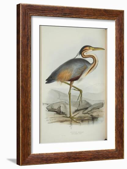 Purple Heron, from 'The Birds of Europe' by John Gould, 1837 (Colour Litho)-Edward Lear-Framed Giclee Print