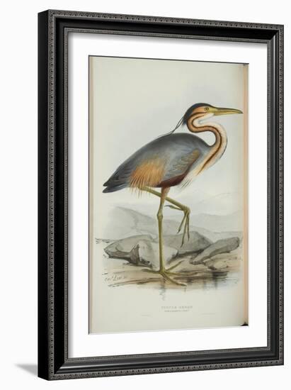 Purple Heron, from 'The Birds of Europe' by John Gould, 1837 (Colour Litho)-Edward Lear-Framed Giclee Print