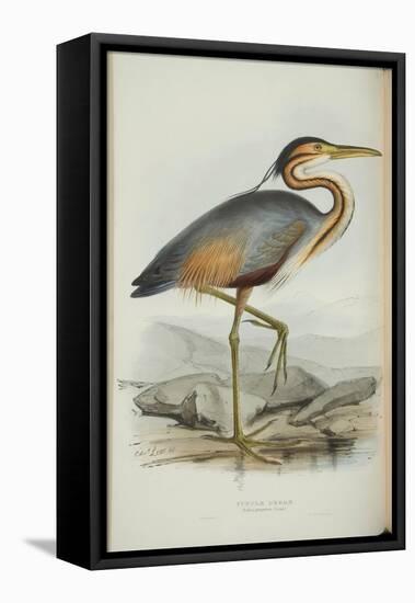 Purple Heron, from 'The Birds of Europe' by John Gould, 1837 (Colour Litho)-Edward Lear-Framed Premier Image Canvas