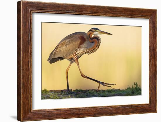 Purple Heron - Strut-Staffan Widstrand-Framed Giclee Print