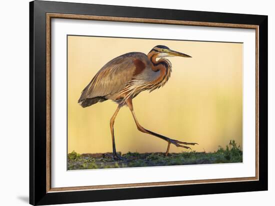 Purple Heron - Strut-Staffan Widstrand-Framed Giclee Print