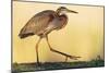 Purple Heron - Strut-Staffan Widstrand-Mounted Giclee Print