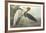 Purple Heron-John James Audubon-Framed Premium Giclee Print