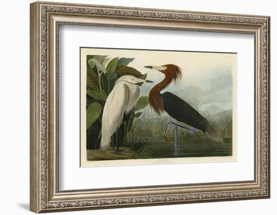 Purple Heron-John James Audubon-Framed Art Print