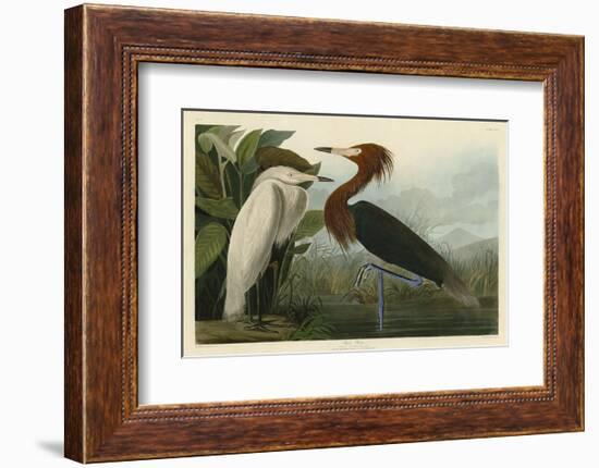 Purple Heron-John James Audubon-Framed Art Print