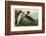 Purple Heron-John James Audubon-Framed Art Print