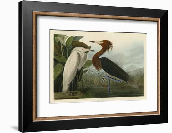 Purple Heron-John James Audubon-Framed Art Print