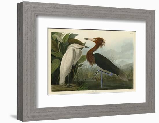 Purple Heron-John James Audubon-Framed Art Print