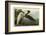 Purple Heron-John James Audubon-Framed Art Print