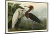 Purple Heron-John James Audubon-Mounted Art Print