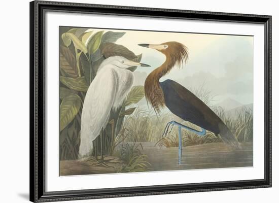 Purple Heron-James Audubon-Framed Giclee Print