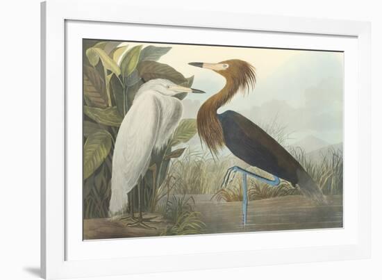 Purple Heron-James Audubon-Framed Giclee Print