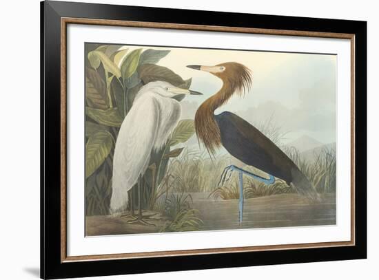 Purple Heron-James Audubon-Framed Giclee Print