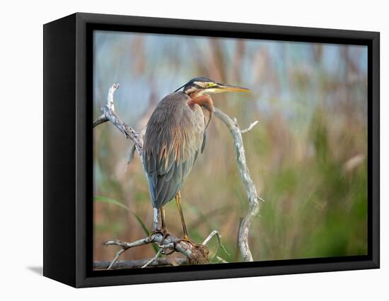 Purple Heron-Milan Zygmunt-Framed Premier Image Canvas