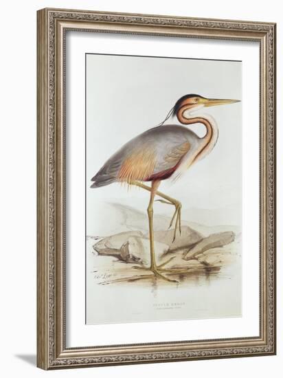 Purple Heron-Edward Lear-Framed Giclee Print