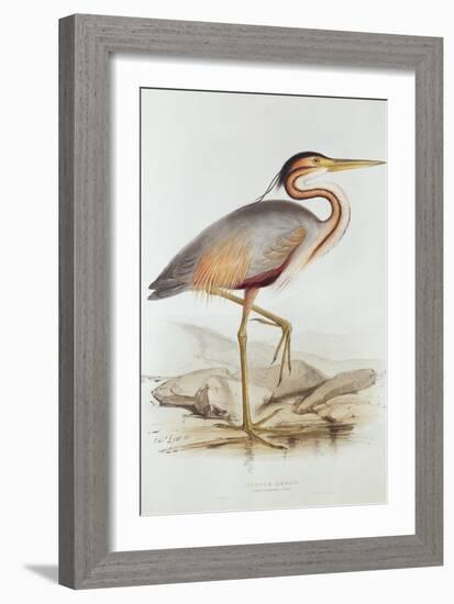 Purple Heron-Edward Lear-Framed Giclee Print