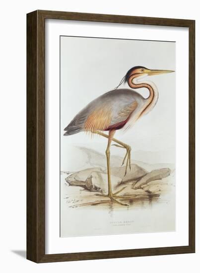 Purple Heron-Edward Lear-Framed Giclee Print