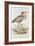 Purple Heron-Edward Lear-Framed Giclee Print