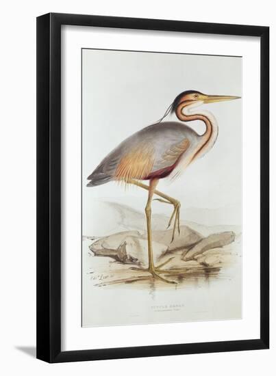 Purple Heron-Edward Lear-Framed Giclee Print