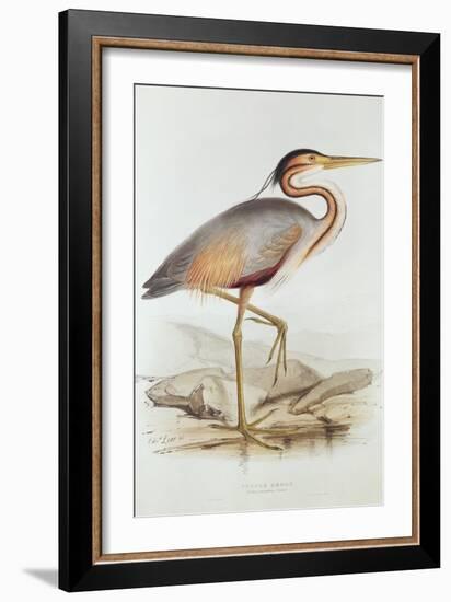 Purple Heron-Edward Lear-Framed Giclee Print