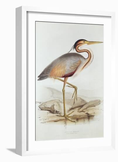 Purple Heron-Edward Lear-Framed Giclee Print