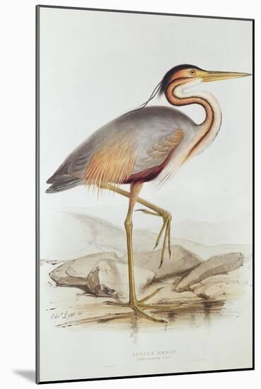 Purple Heron-Edward Lear-Mounted Giclee Print