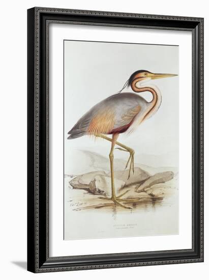 Purple Heron-Edward Lear-Framed Giclee Print