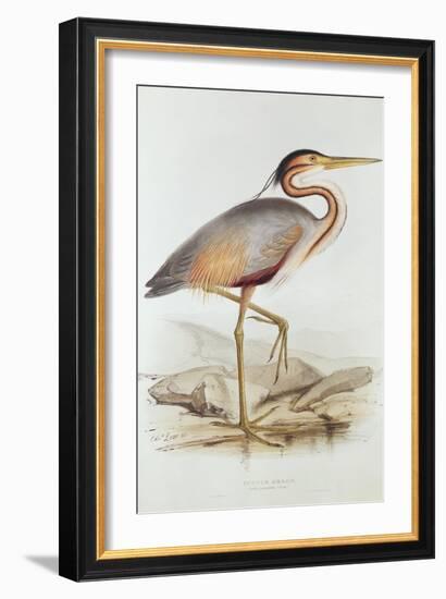 Purple Heron-Edward Lear-Framed Giclee Print