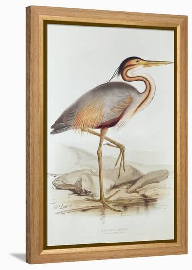 Purple Heron-Edward Lear-Framed Premier Image Canvas