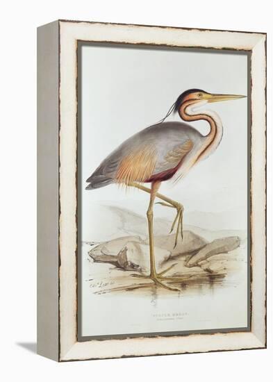 Purple Heron-Edward Lear-Framed Premier Image Canvas