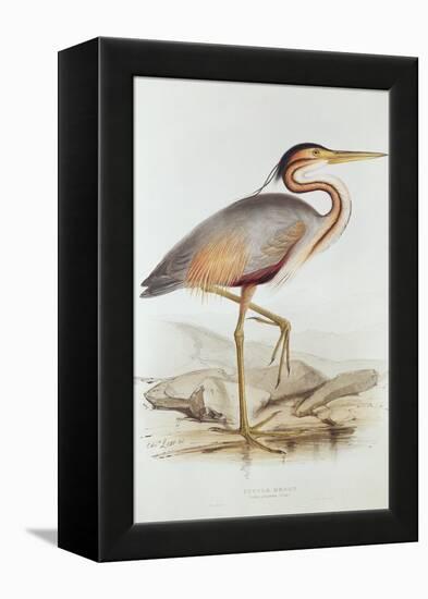 Purple Heron-Edward Lear-Framed Premier Image Canvas