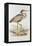 Purple Heron-Edward Lear-Framed Premier Image Canvas