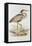 Purple Heron-Edward Lear-Framed Premier Image Canvas