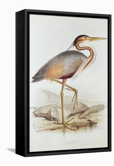 Purple Heron-Edward Lear-Framed Premier Image Canvas