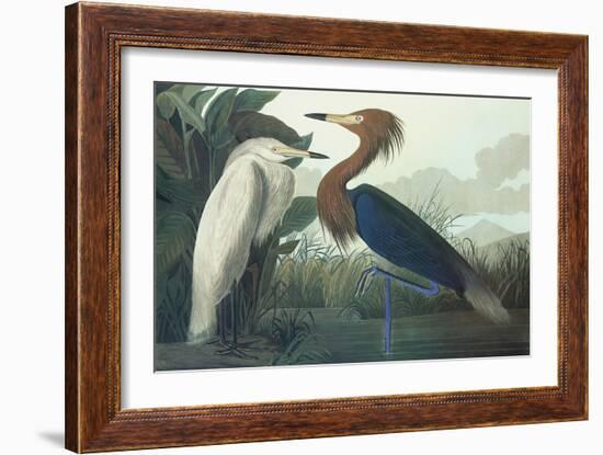 Purple Heron-John James Audubon-Framed Art Print