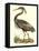 Purple Heron-John Selby-Framed Stretched Canvas