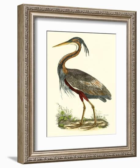 Purple Heron-John Selby-Framed Art Print