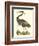 Purple Heron-John Selby-Framed Art Print