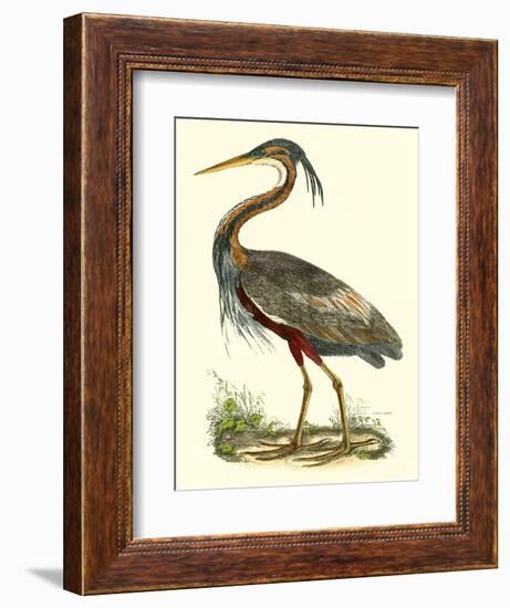 Purple Heron-John Selby-Framed Art Print