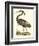 Purple Heron-John Selby-Framed Art Print