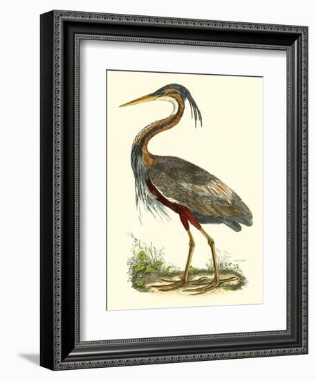 Purple Heron-John Selby-Framed Art Print