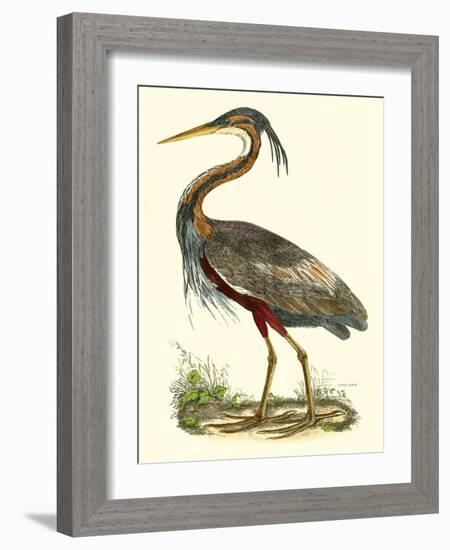 Purple Heron-John Selby-Framed Art Print