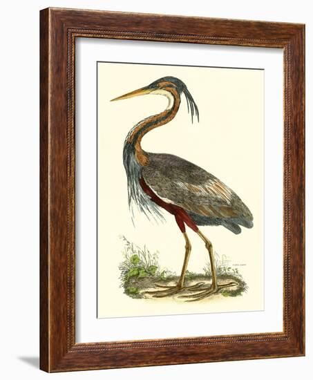 Purple Heron-John Selby-Framed Art Print