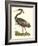 Purple Heron-John Selby-Framed Art Print